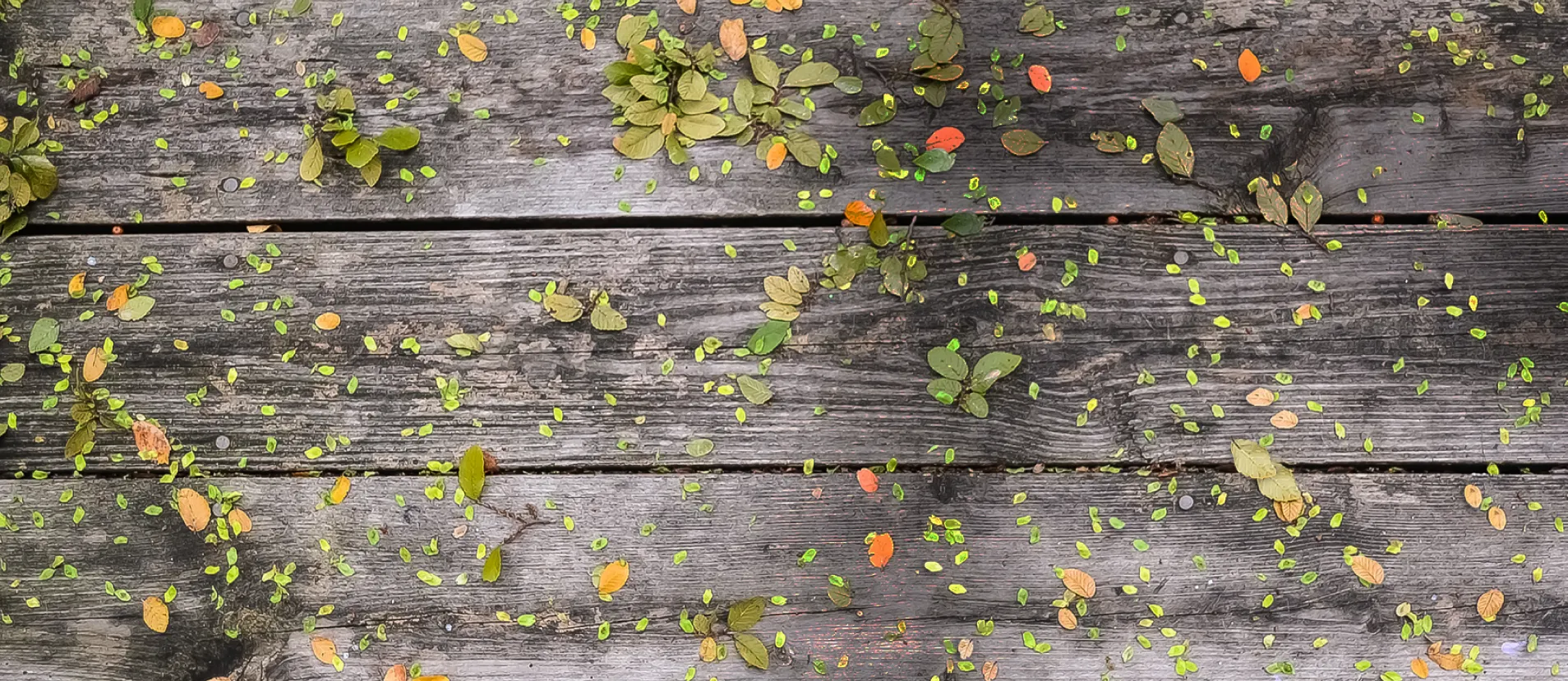 Everything you need to know about the nature´s natural knowledge and the Rational Phase.